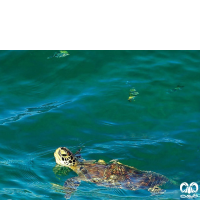 گونه لاکپشت سبز Green Sea Turtle